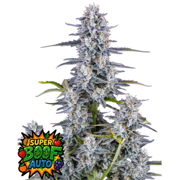 Super Boof Auto > Fast Buds | Autoflowering Cannabis   |  Hybrid